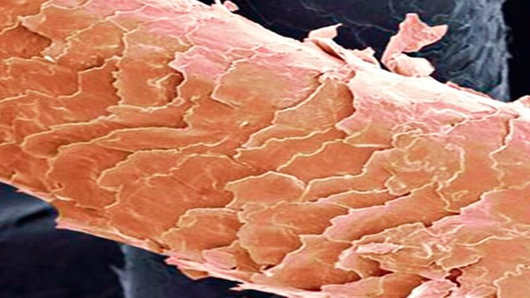 Consejos de Expertos para el Cuidado del Cuero Cabelludo y Tutoriales de Peluquer&iacute;a