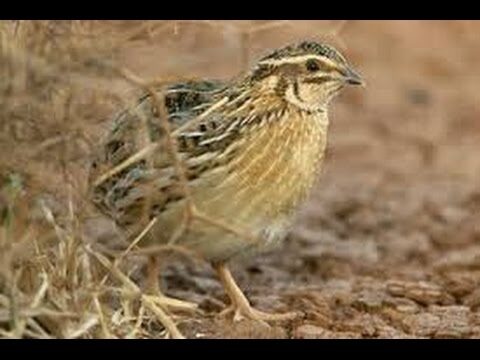 Secretos para el Cuidado Perfecto de la Barba de Ancla